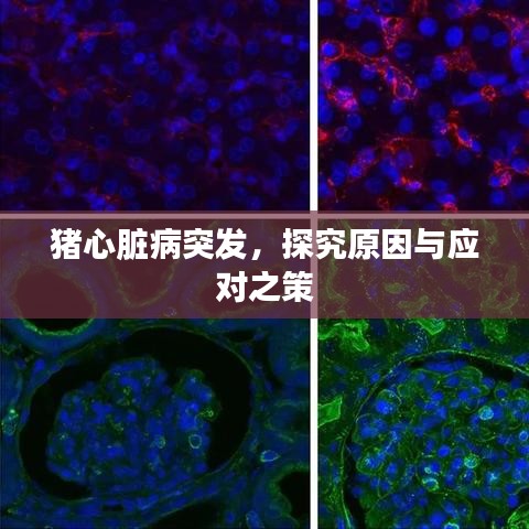 猪心脏病突发，探究原因与应对之策