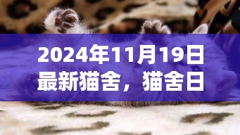 猫舍日常，快乐猫咪与深厚友情的温馨时光（2024年11月19日最新更新）