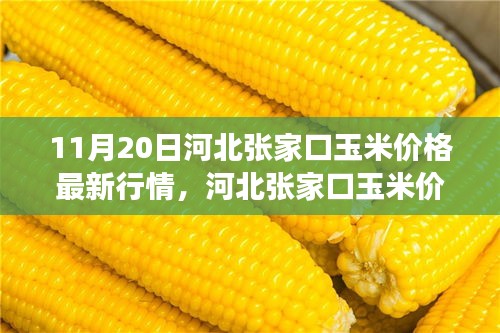 河北张家口玉米价格最新行情及多方观点交织的思考分析（最新行情报道）