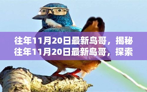 揭秘往年11月20日最新鸟哥，探索鸟类世界的奥秘之旅