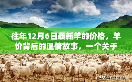 羊价背后的温情故事，友情与陪伴的温馨日常（往年12月最新羊价资讯）