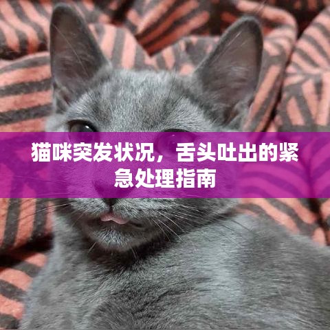 猫咪突发状况，舌头吐出的紧急处理指南